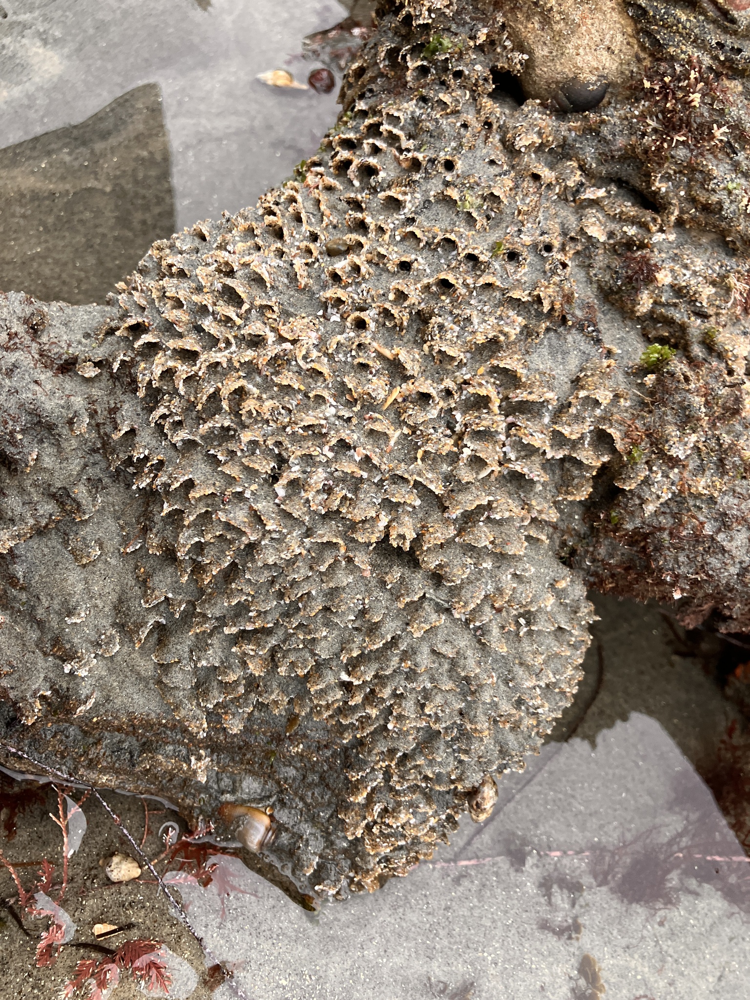 Phragmatopoma californica (Fewkes, 1889)