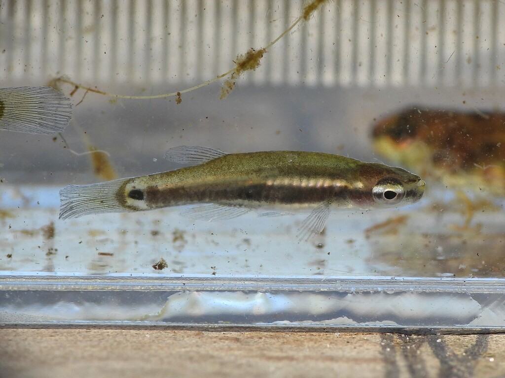 Pygmy killifish (Leptolucania ommata) — Fundulidae