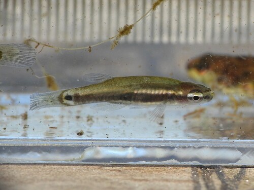 Pygmy killifish (Leptolucania ommata) — Fundulidae