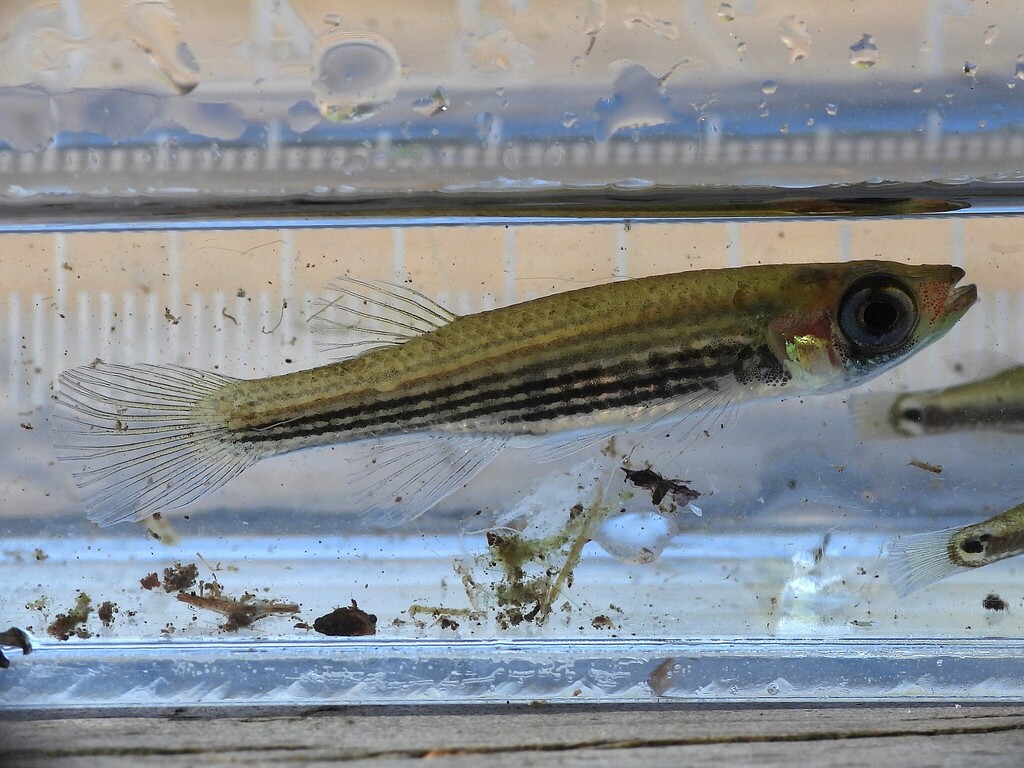 Lined topminnow (Fundulus lineolatus) — Fundulidae