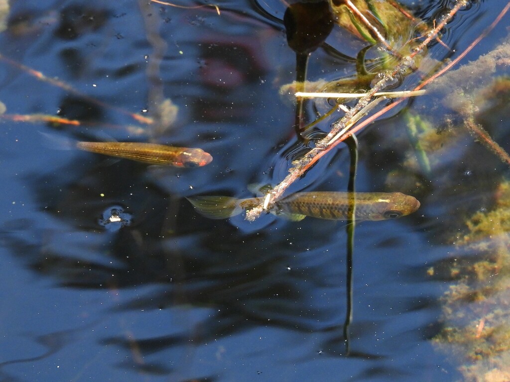 Lined topminnow (Fundulus lineolatus) — Fundulidae