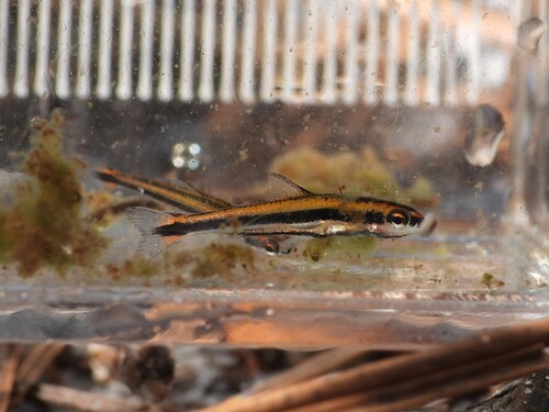 Meerzuiger (Erimyzon sucetta) — Catostomidae — 5