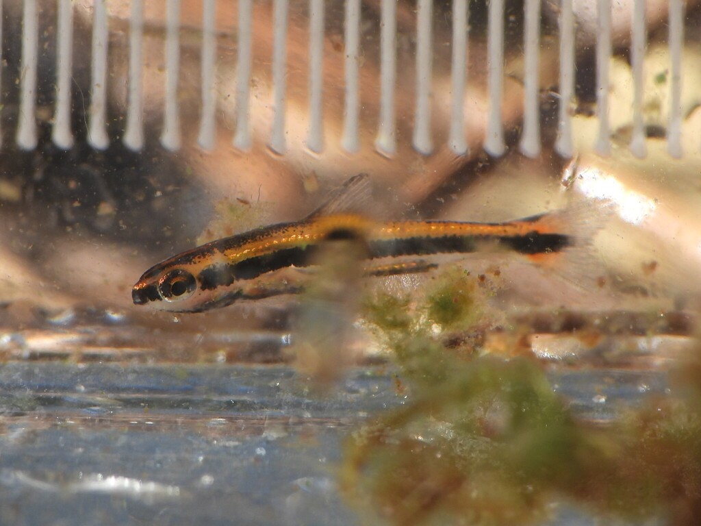 Meerzuiger (Erimyzon sucetta) — Catostomidae