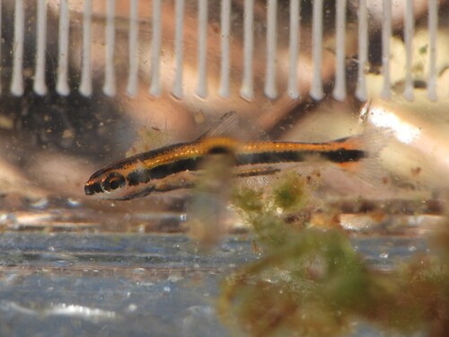 Lake chubsucker (Erimyzon sucetta) — Catostomidae