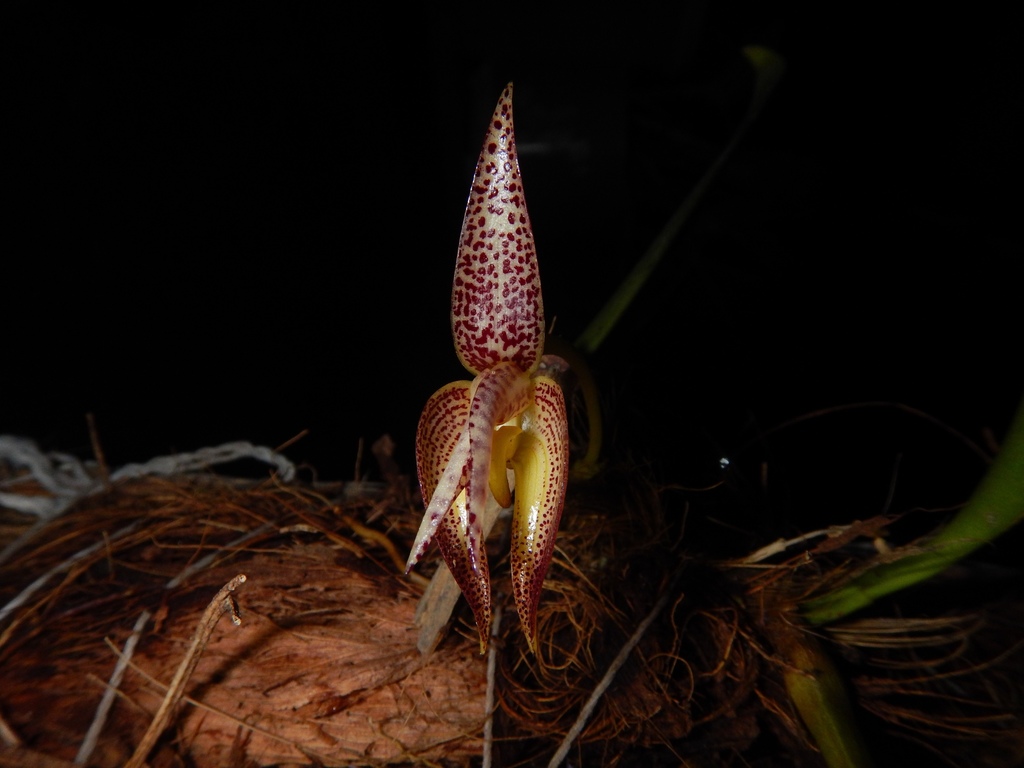 Bulbophyllum grandifolium