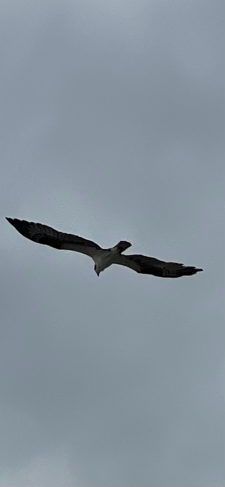 Pandion haliaetus (Linnaeus, 1758)