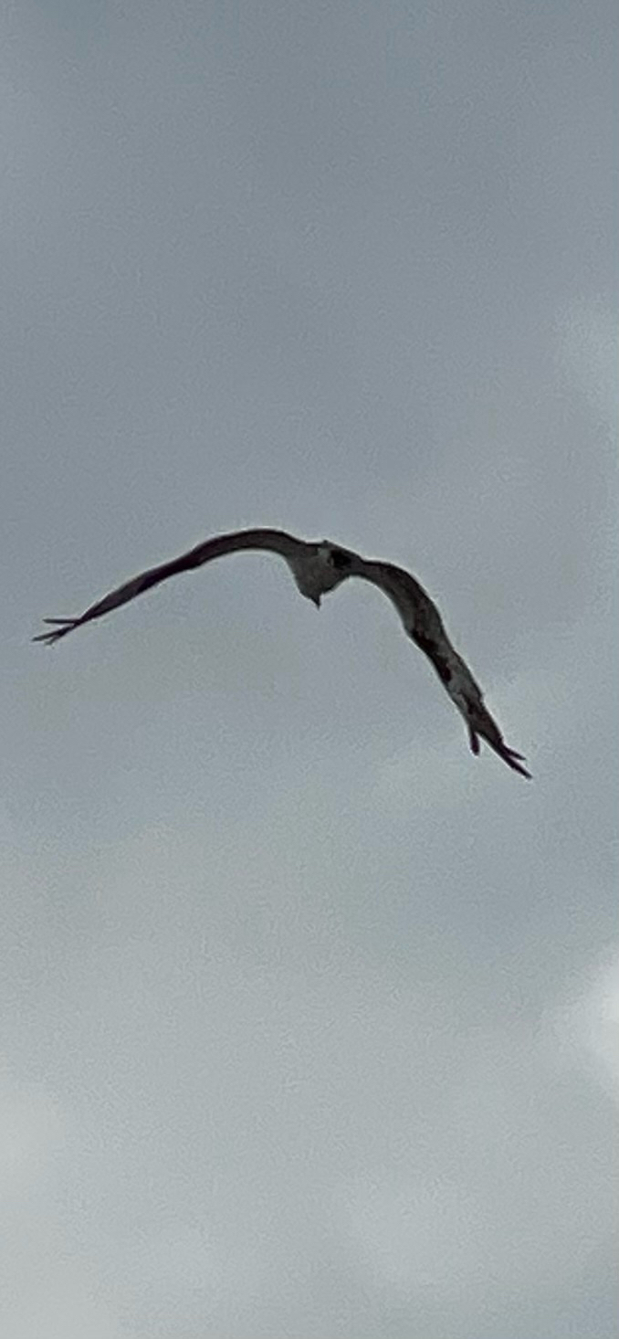 Pandion haliaetus (Linnaeus, 1758)