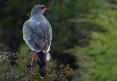 Melierax canorus canorus