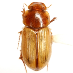 Orodaliscoides giulianii