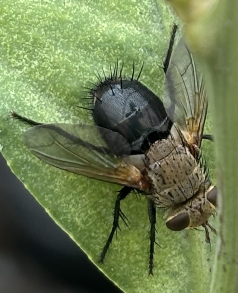 Hornworm Tachinid Fly