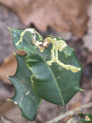 Unknown species found near Caroline County, MD, USA