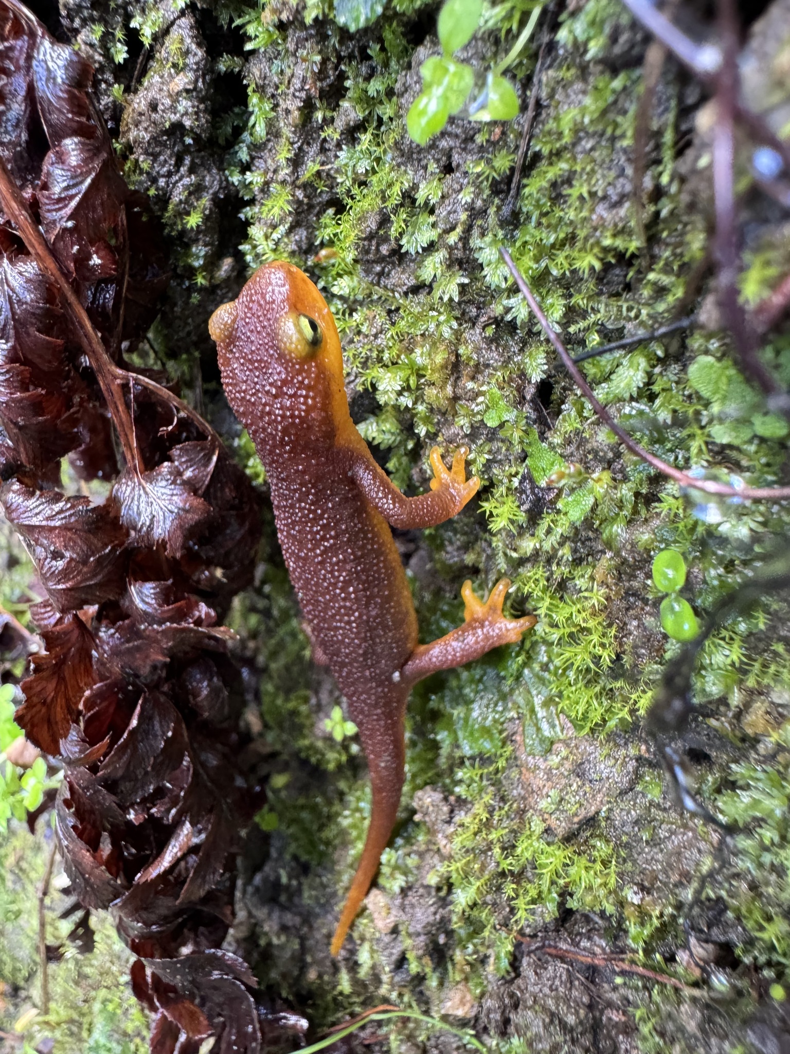 Taricha torosa (Rathke, 1833)