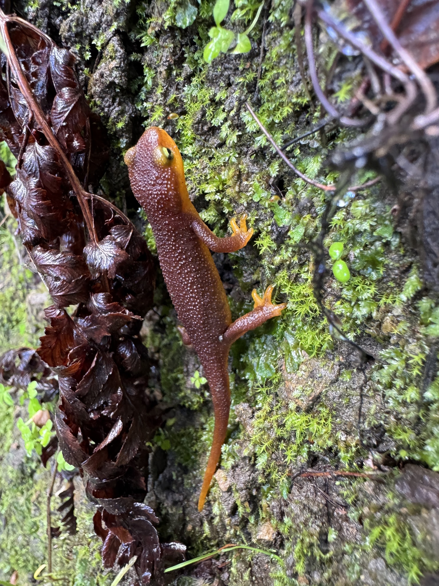 Taricha torosa (Rathke, 1833)
