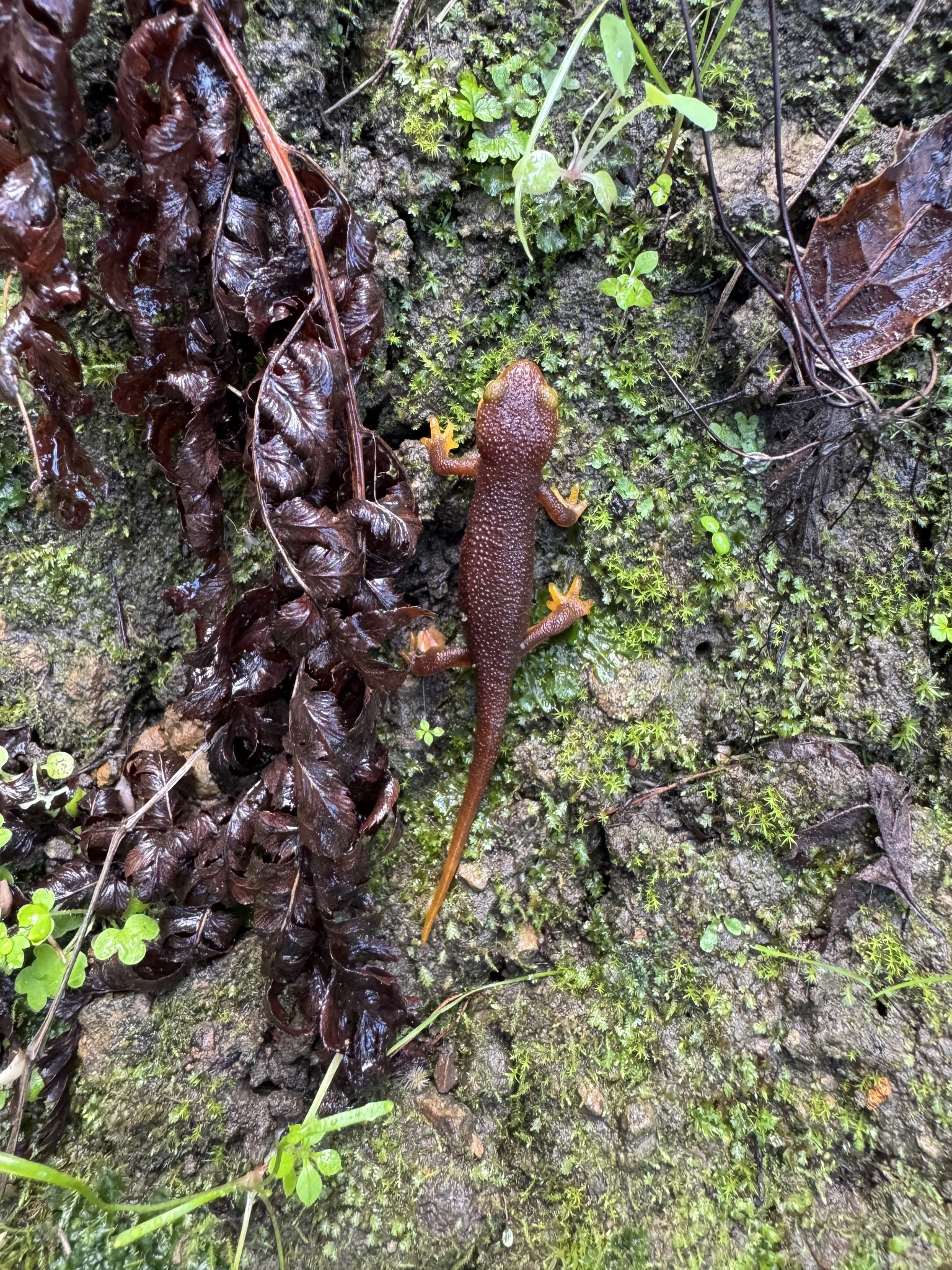 Taricha torosa (Rathke, 1833)