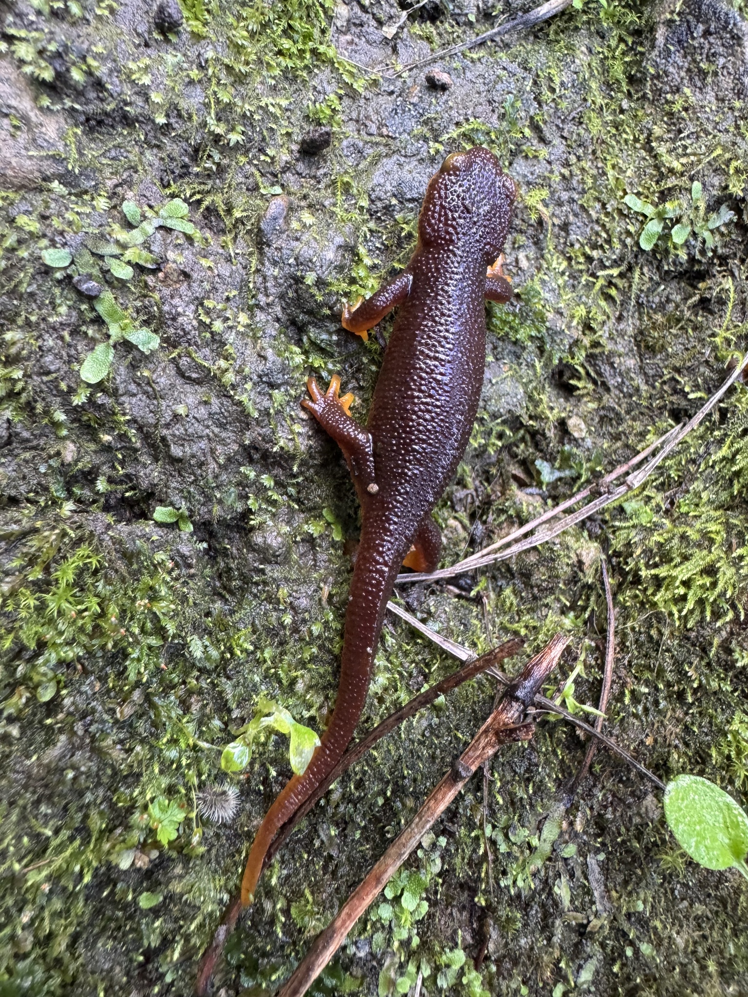 Taricha torosa (Rathke, 1833)