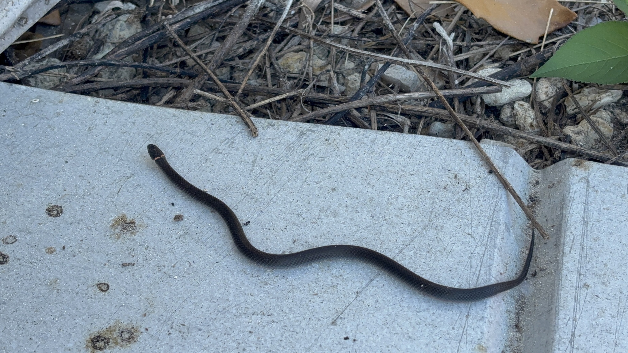 Diadophis punctatus (Linnaeus, 1766)