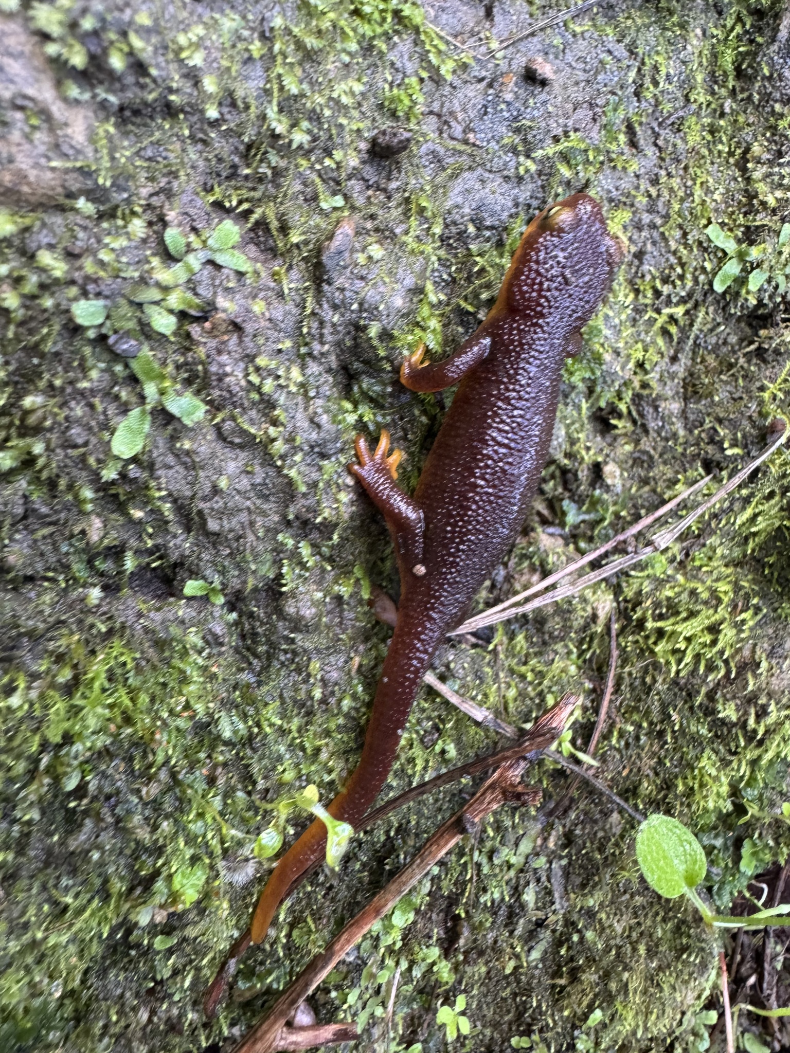 Taricha torosa (Rathke, 1833)