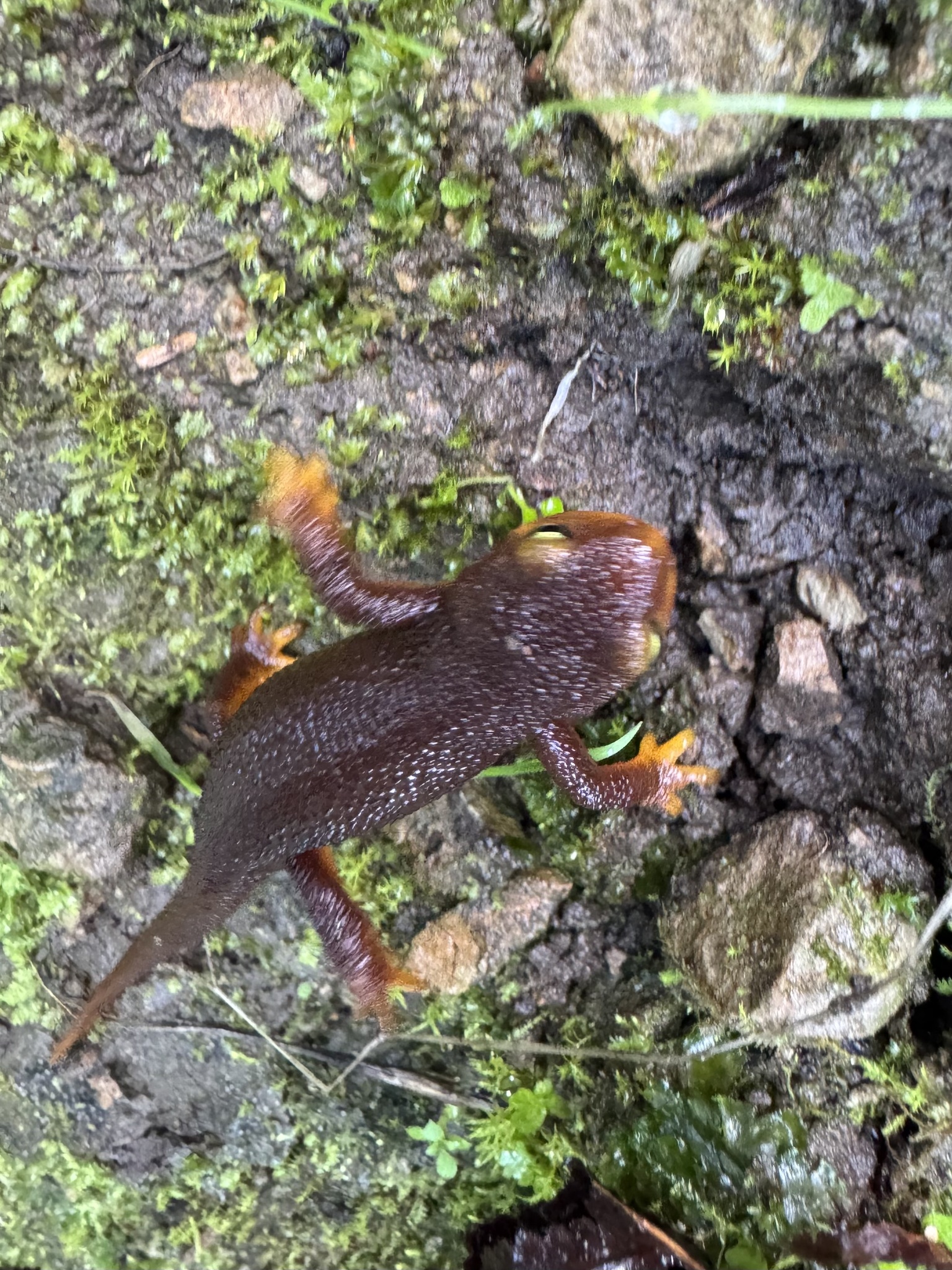 Taricha torosa (Rathke, 1833)