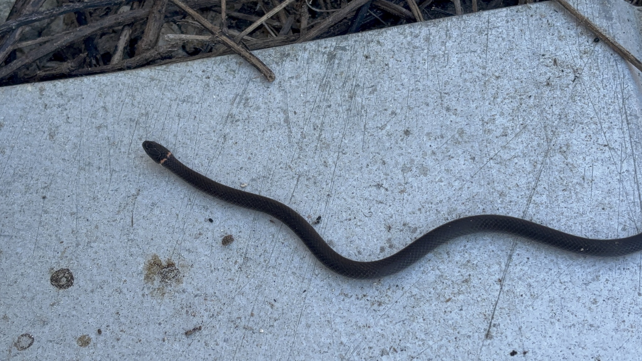 Diadophis punctatus (Linnaeus, 1766)