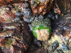 Anthopleura fuscoviridis