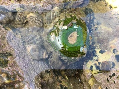 Anthopleura fuscoviridis