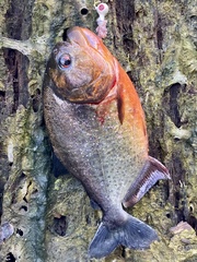 Pygocentrus nattereri