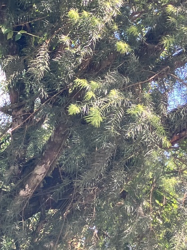 Podocarpus parlatorei, photograph 5