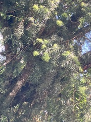 Podocarpus parlatorei, photograph (c) River Ahlquist, some rights reserved (CC BY)