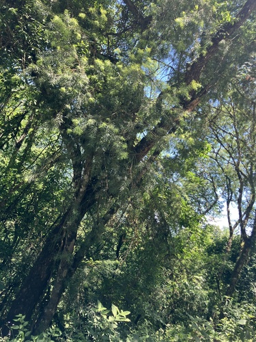 Podocarpus parlatorei, photograph 6