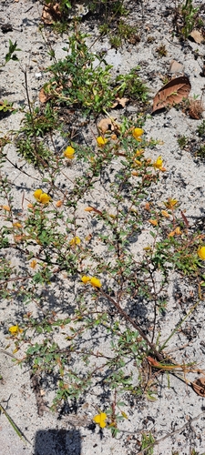 Savannah Sensitive Pea (Chamaecrista ramosa)