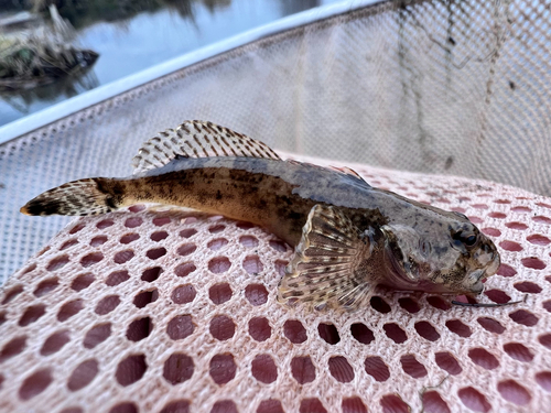 Mottled sculpin (Cottus bairdii) — Cottidae