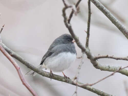 Dark-eyed Junco (Junco hyemalis), photo 5