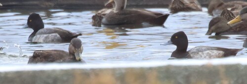 Lesser Scaup (Aythya affinis), photo 5