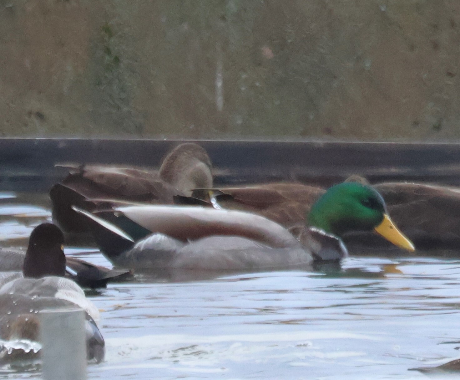 Mallard (Anas platyrhynchos), photo 6
