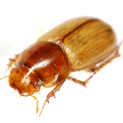 Orodaliscoides giulianii