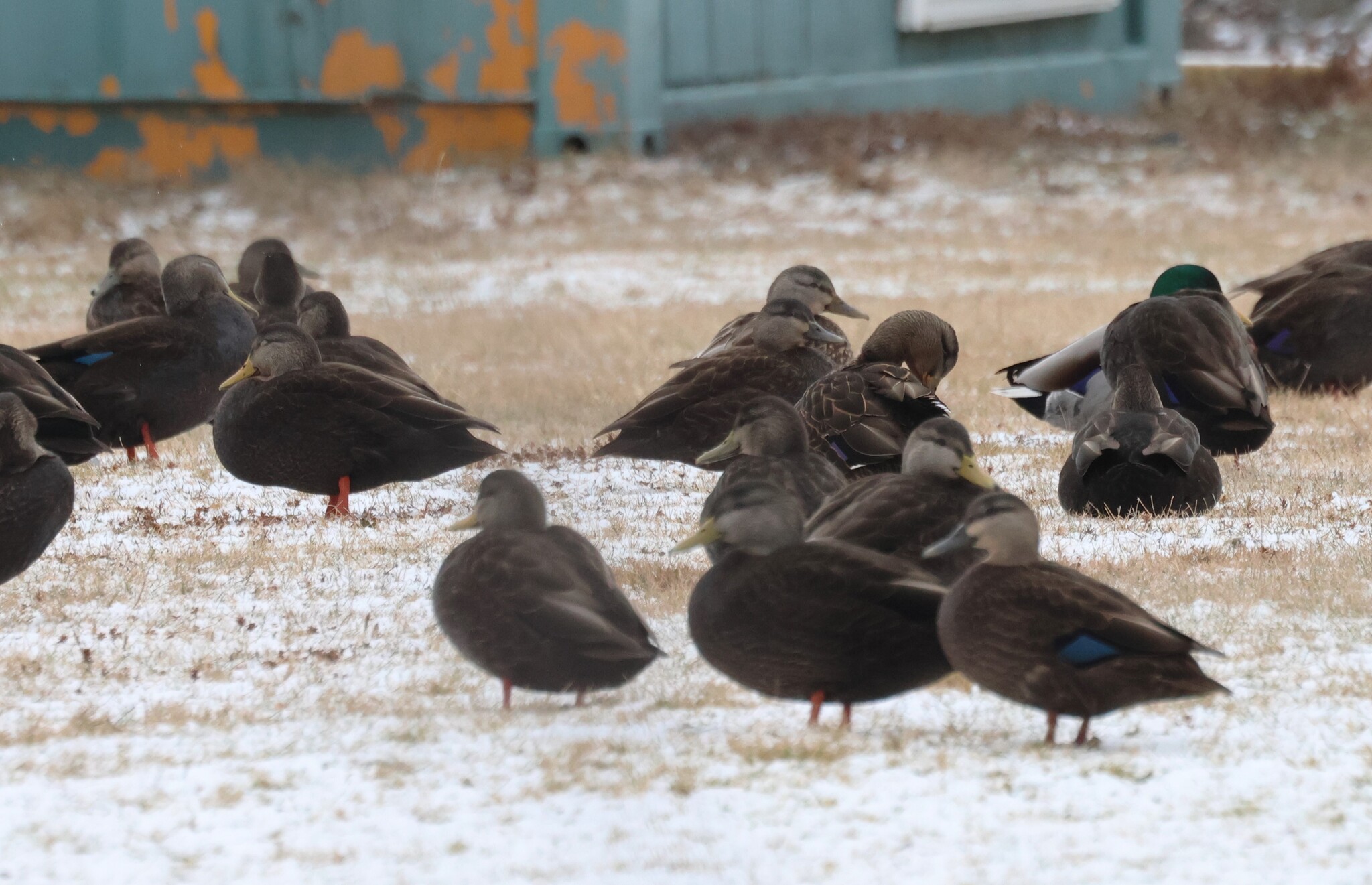 American Black Duck (Anas rubripes), photo 1