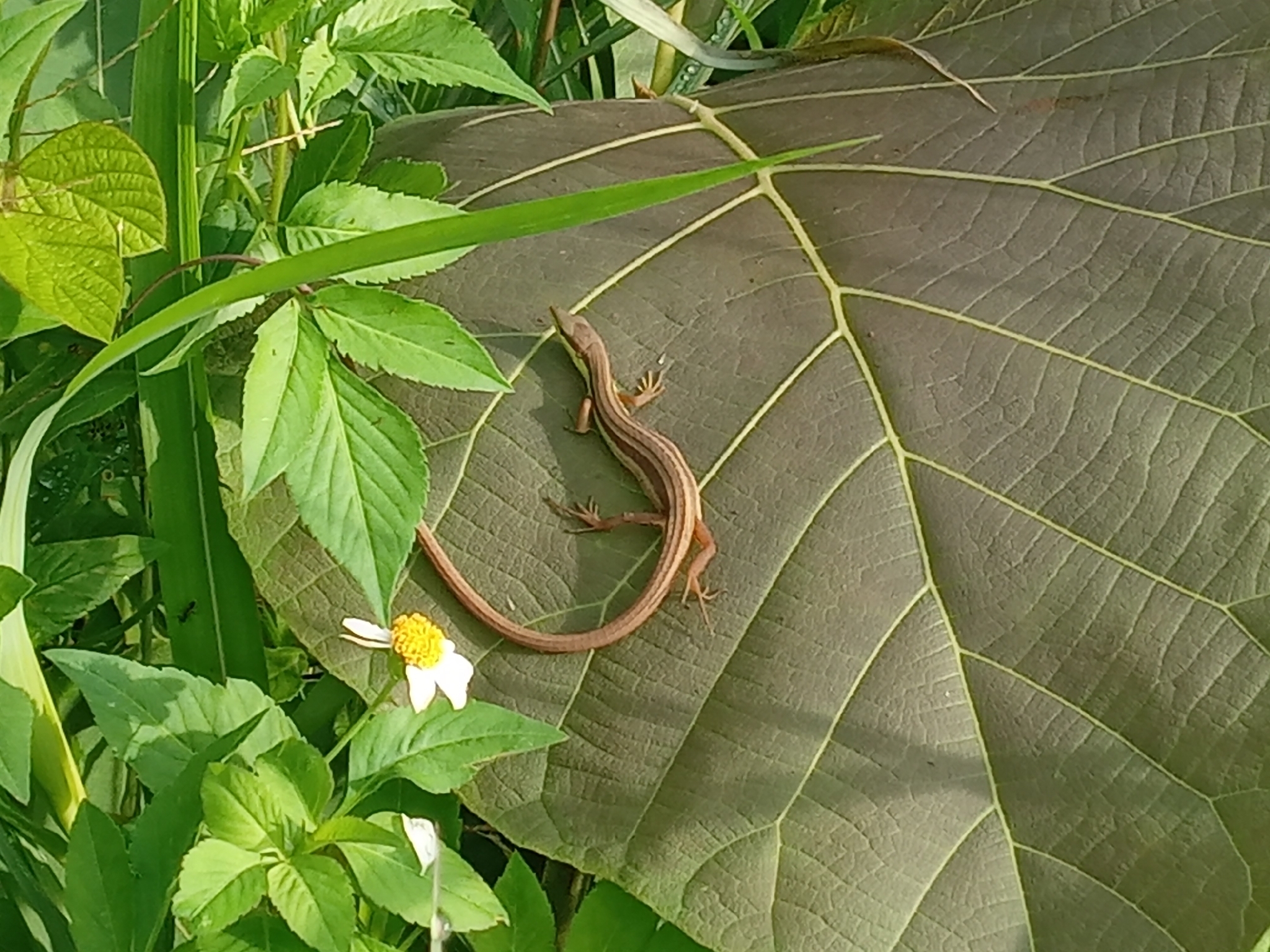 Takydromus sexlineatus Daudin, 1802