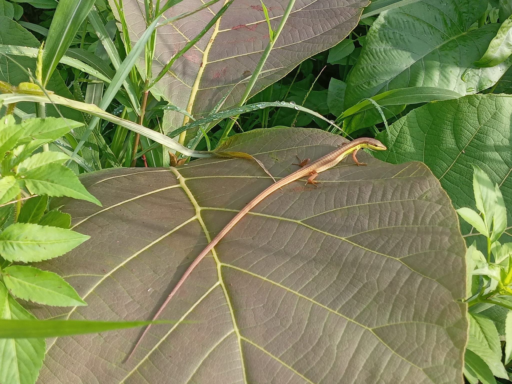 Takydromus sexlineatus Daudin, 1802