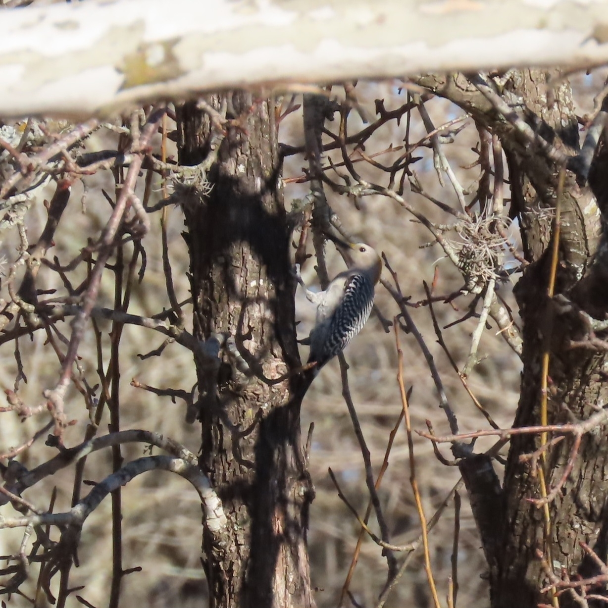 Golden-fronted Woodpecker (Melanerpes aurifrons), photo 2