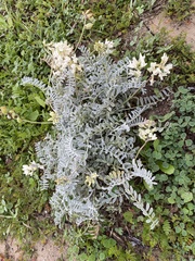 Astragalus miguelensis