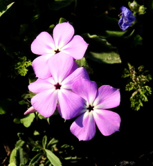 Phlox glabriflora