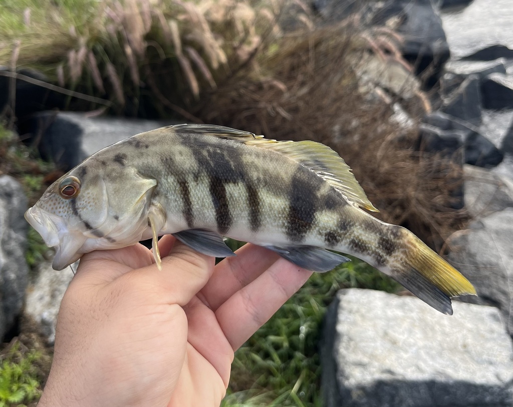 Barred sand bass (Paralabrax nebulifer) — Serranidae