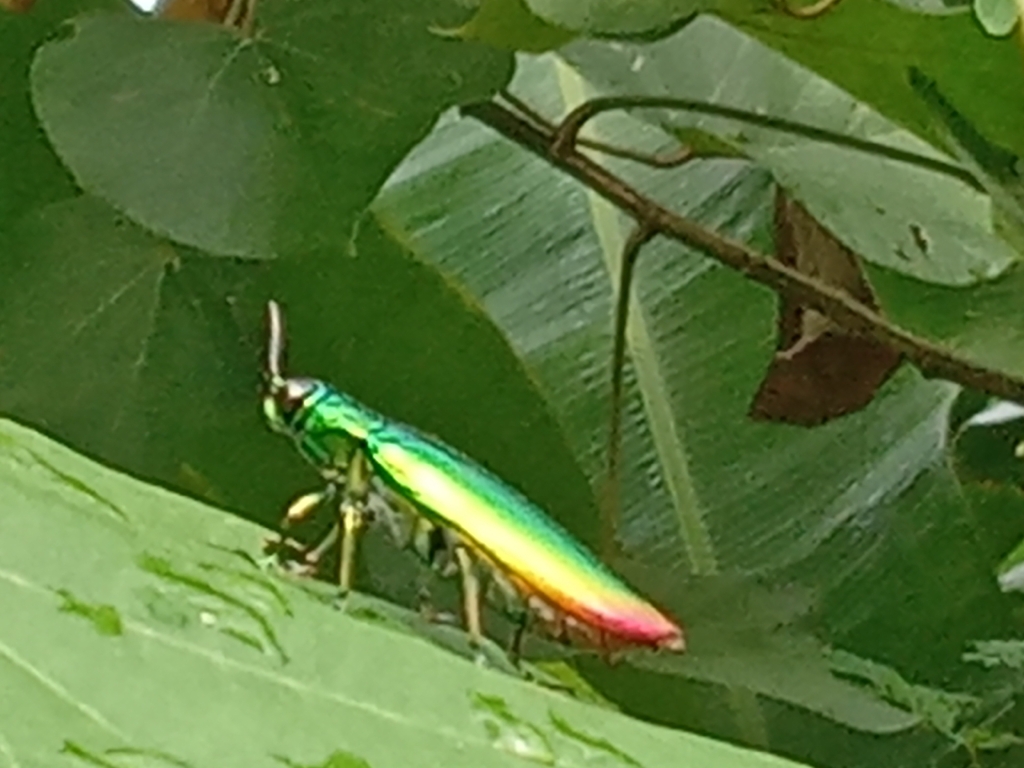 Samber Lilin (Chrysochroa fulminans)