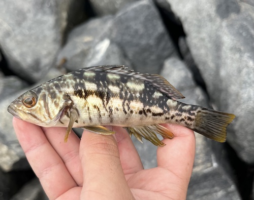 Kelpbaars (Paralabrax clathratus) — Serranidae — 3