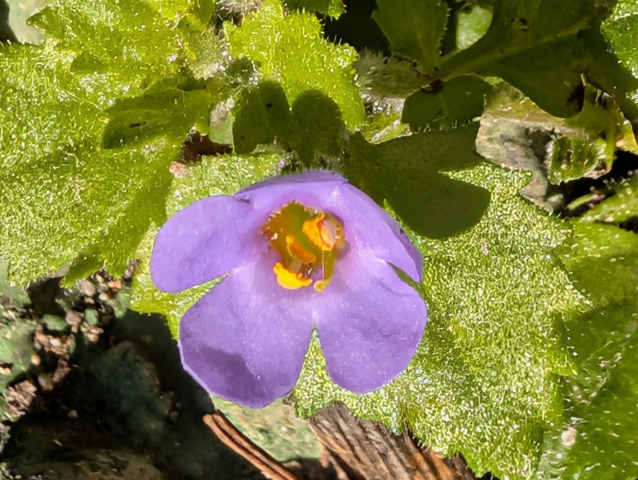 Pikmin Flower (Chaenostoma cordatum)