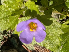 Bacopa (Chaenostoma cordatum)