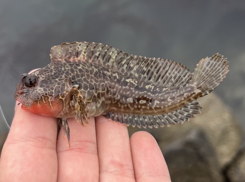 Bay blenny (Hypsoblennius gentilis) — Blenniidae — 2