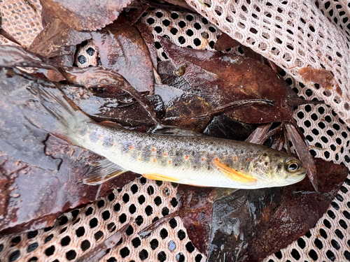 Brown trout (Salmo trutta) — Salmonidae