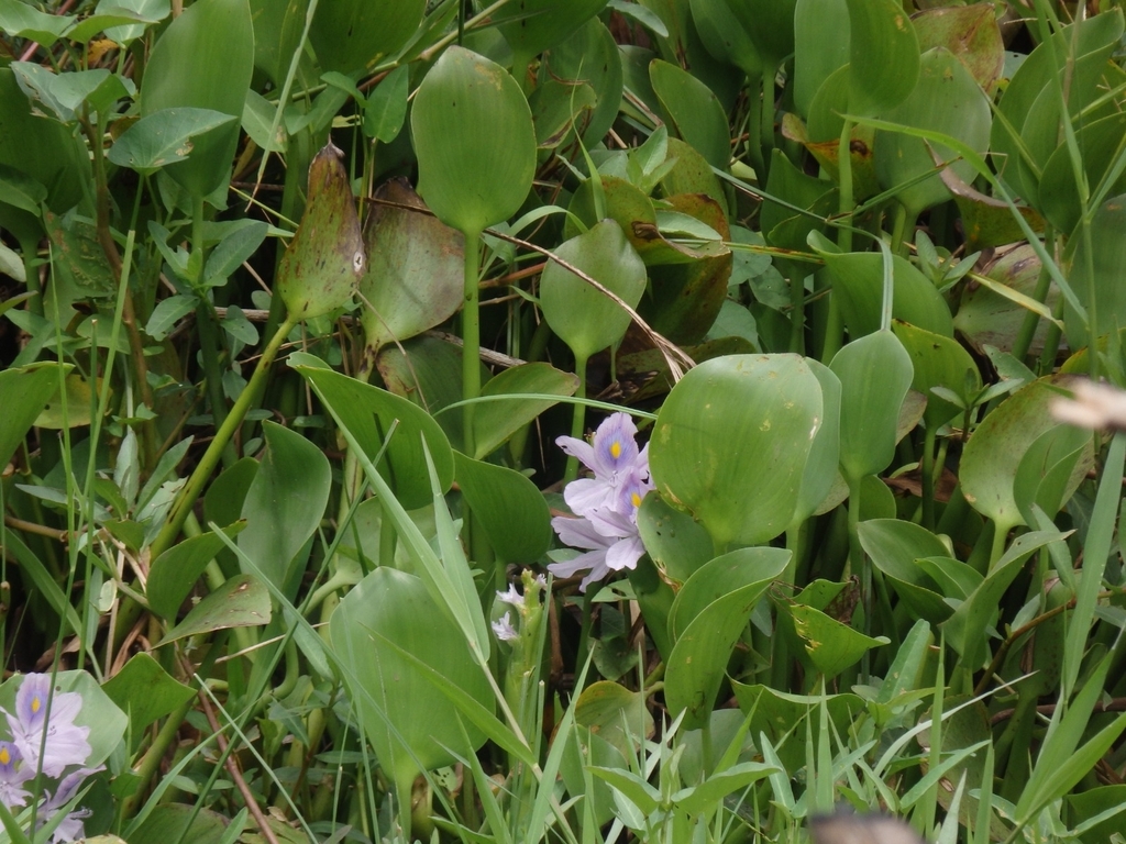 Water-hyacinth (Pontederia crassipes)