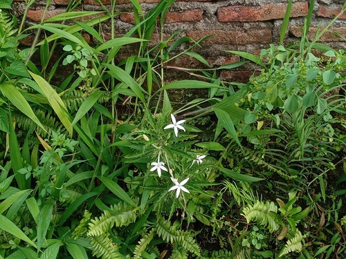 Hippobroma longiflora